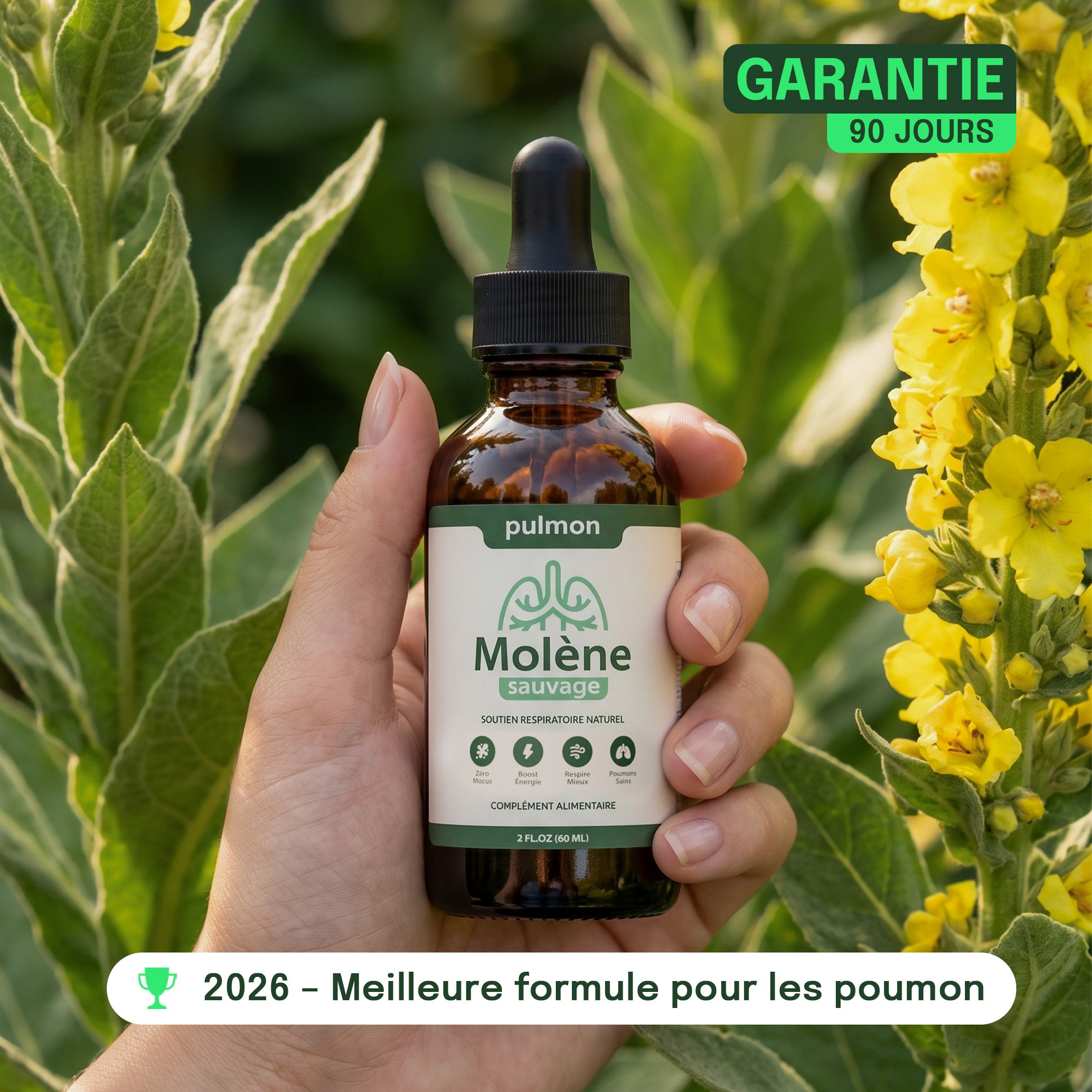 Pulmon Molène Gouttes